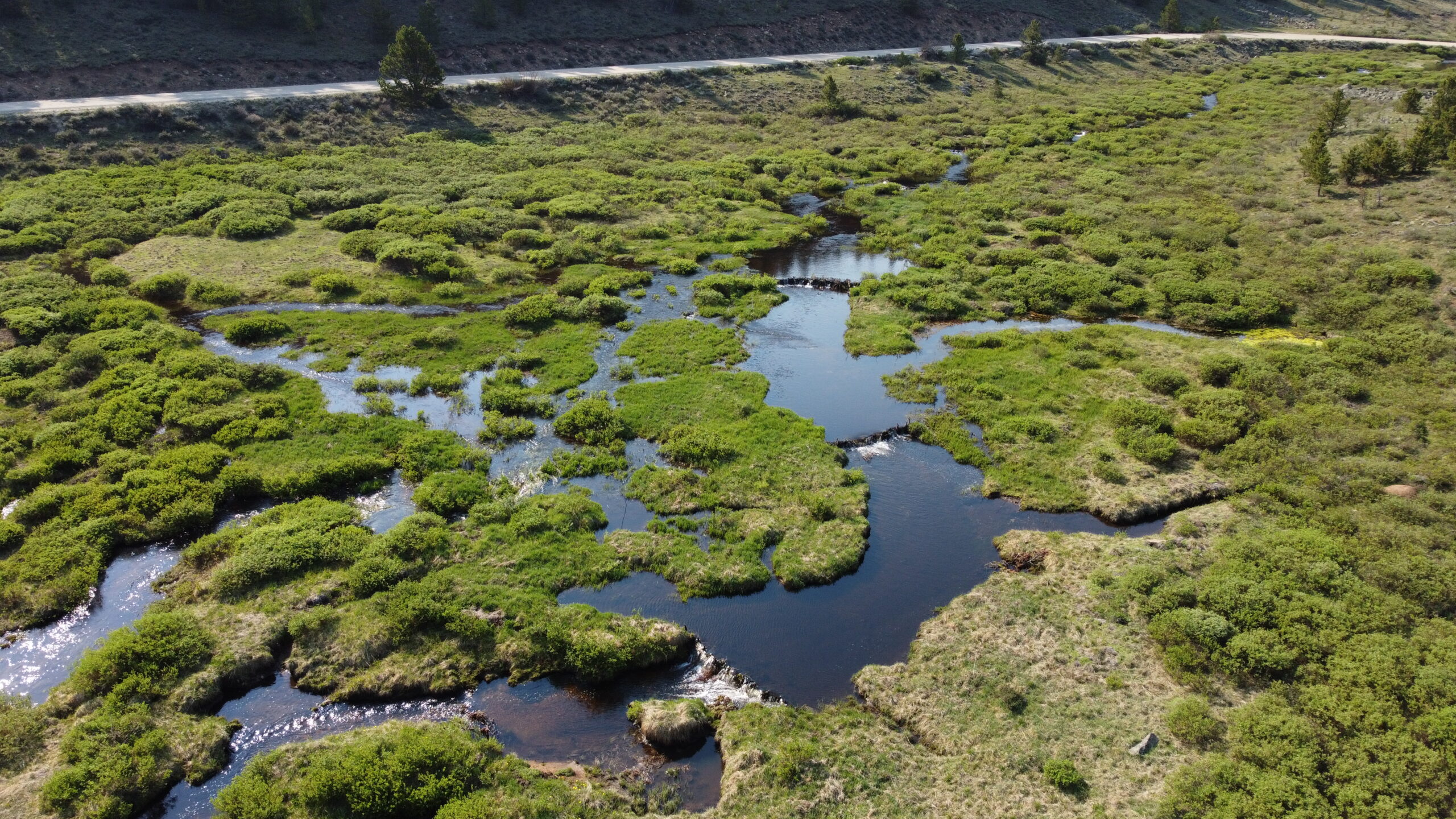 The Taylor Park Wetland Restoration Project is a long-term, collaborative effort to restore stream, riparian, and wetland habitat in the headwaters of the Gunnison River, located in the Gunnison National Forest. This beaver-based restoration project uses simple, structural additions to riverscapes that mimic natural processes (like beaver dams) to recover the ecological functions of riparian and wetland ecosystems. By reconnecting Trail Creek (a headwater stream within Taylor Park) with its floodplain and historic wetlands, the project can recharge the local aquifer, reduce storm flooding damage, increase biodiversity by improving habitat for fish and wildlife, efficiently store carbon in the soil, and decrease drought impacts. The project also promotes wildfire resilience by rewetting the soil, plants, and historic wetlands. Project partners include the National Forest Foundation, Gunnison National Forest, High Country Conservation Advocates, and others.