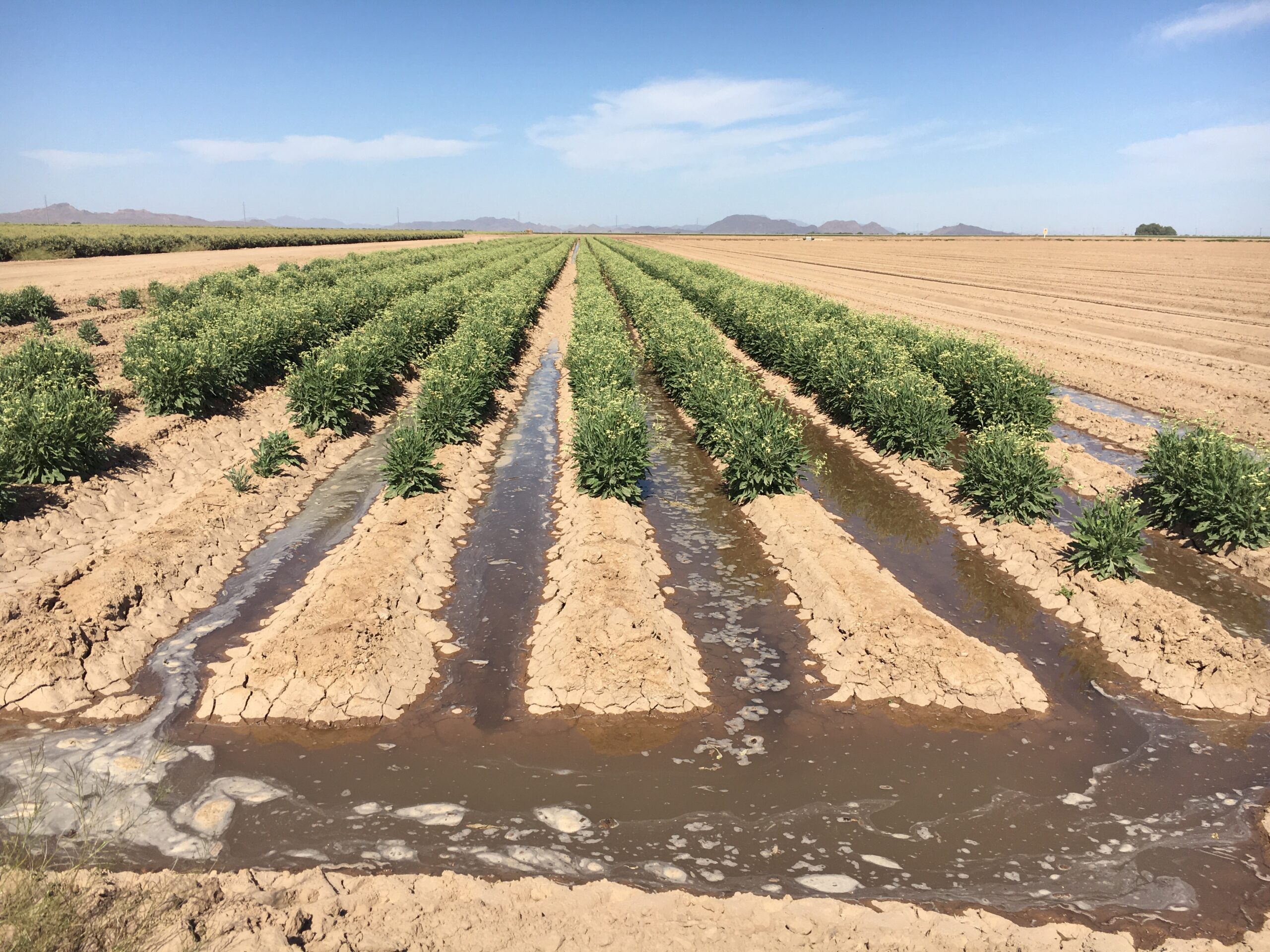 A partnership between Arizona farmer Will Thelander, Environmental Defense Fund, Bridgestone Americas, and the University of Arizona is testing <a style="color: #F2A41E;" href="https://blogs.edf.org/growingreturns/2022/03/21/crop-switching-megadrought-guayule-arizona-farmers-water/" target="_blank"> crop switching on Thelander’s Pinal County farm from water-intensive alfalfa to guayule</a>, which can be used to make natural rubber products like gloves and medical devices. Now that Pinal County agricultural producers have lost their access to Colorado River water, the six-year pilot project is testing a promising option for growers to adapt to reduced water deliveries while finding new market opportunities.