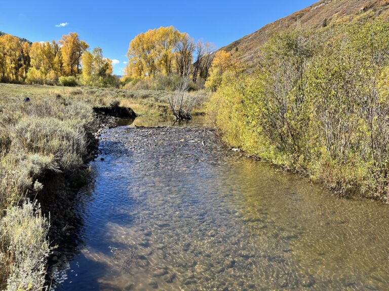 Improving habitat and reconnecting floodplains along trout creek.