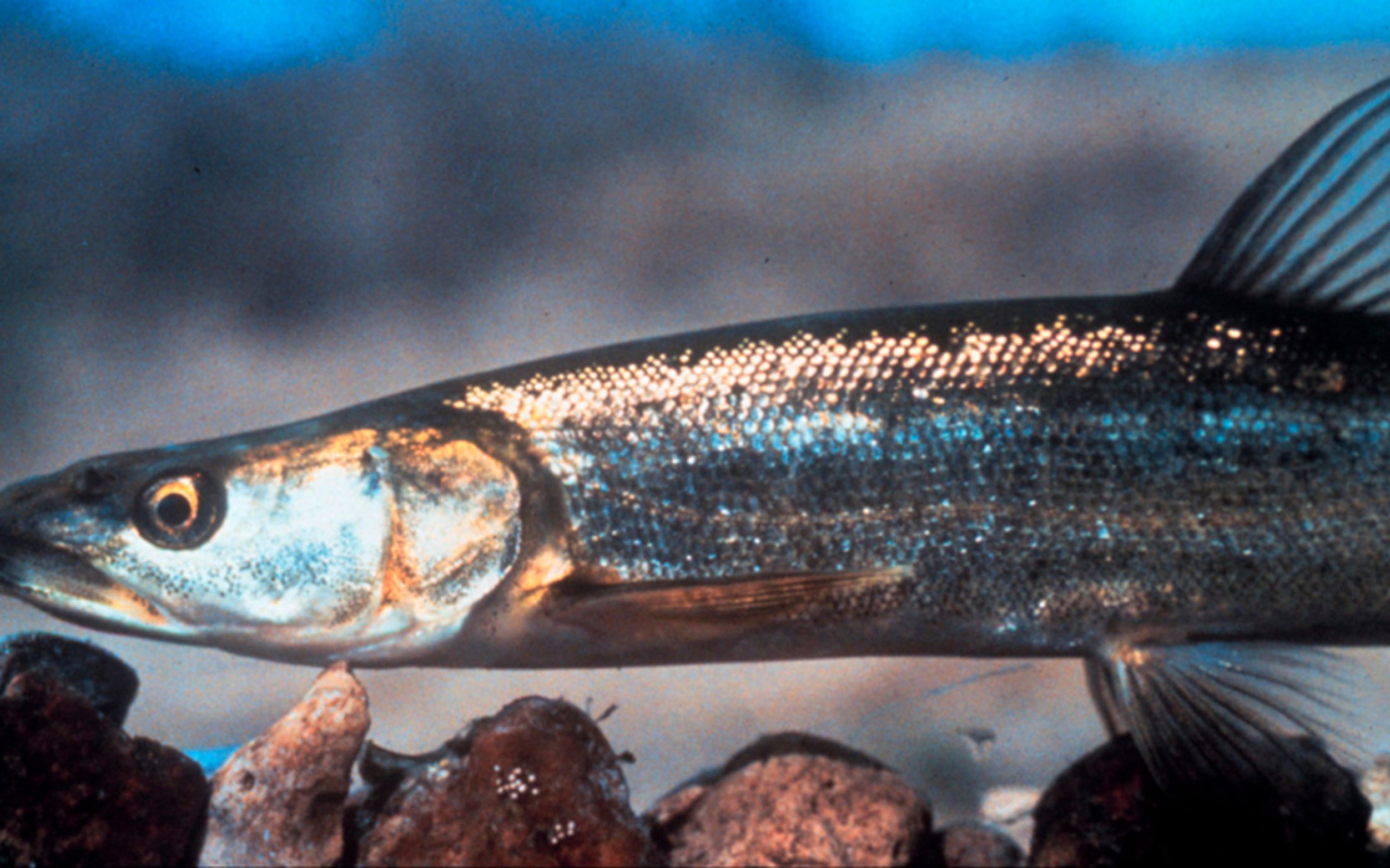 Close-up of an endangered Colorado pikeminnow, a silvery fish with a streamlined body, olive-green and gold sheen on its back and a bright white belly.