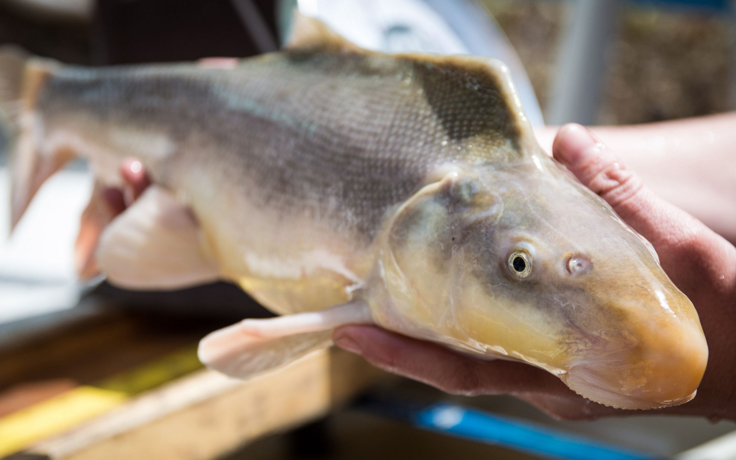 Close-up of an endangered razorback sucker, a fish with a characteristic hump behind its head, an elongated body, and a downward-facing mouth.